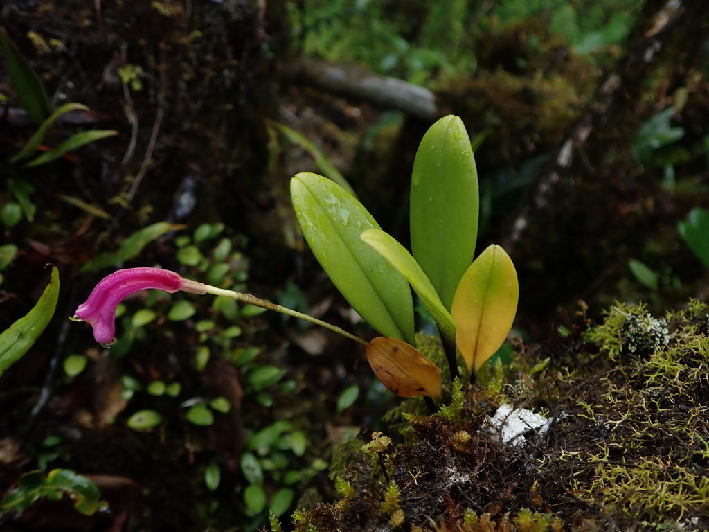 Masdevallia notosibirica