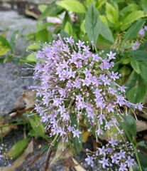 Trachelium caeruleum