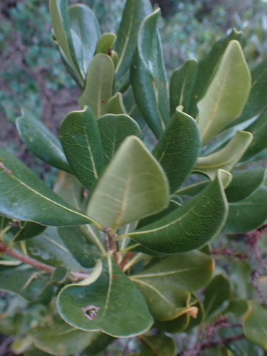Pittosporum viridiflorum