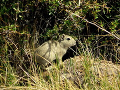 Microcavia australis