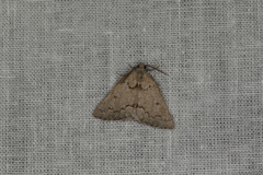 Amelora goniota