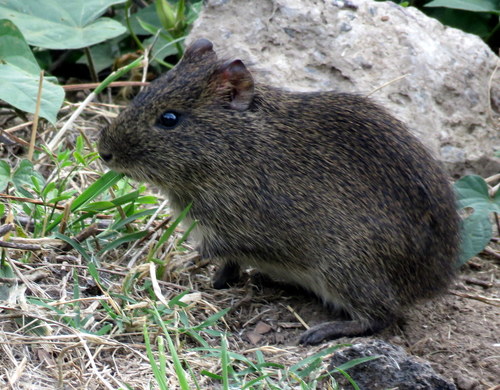 Cavia aperea