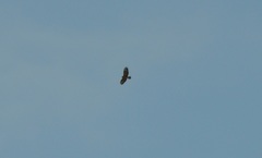 Buteo buteo