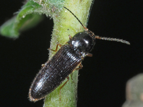 Adrastus axillaris