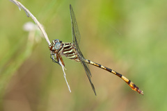 Aphylla angustifolia