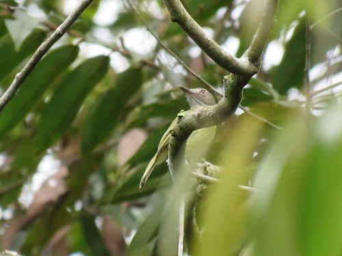 Stripe-necked Tody-Tyrant (Hemitriccus striaticollis), photo 10