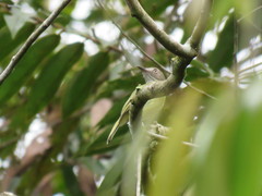 Hemitriccus striaticollis