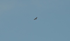 Buteo buteo