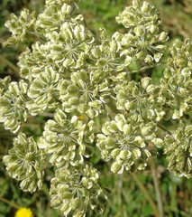 Angelica sylvestris