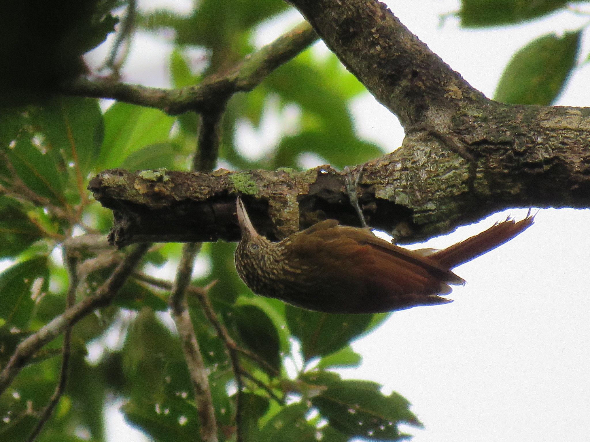 Striped Woodcreeper (Xiphorhynchus obsoletus), photo 4