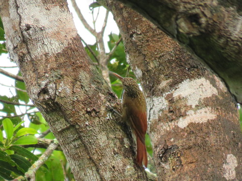 Striped Woodcreeper (Xiphorhynchus obsoletus), photo 5