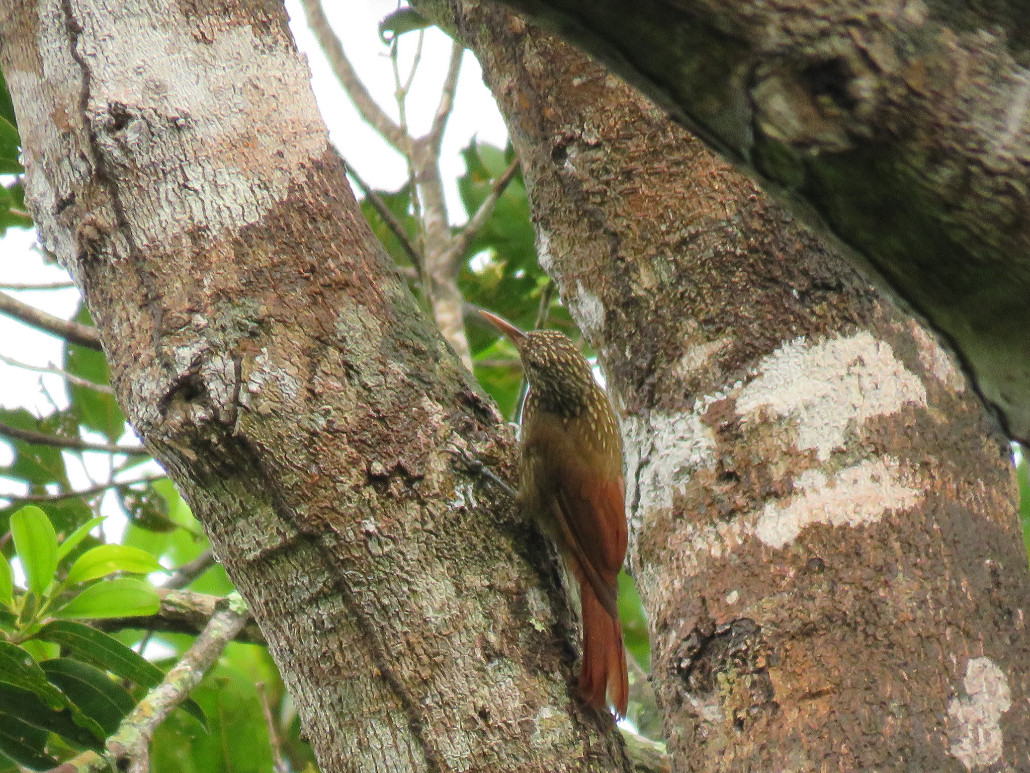 Striped Woodcreeper (Xiphorhynchus obsoletus), photo 5
