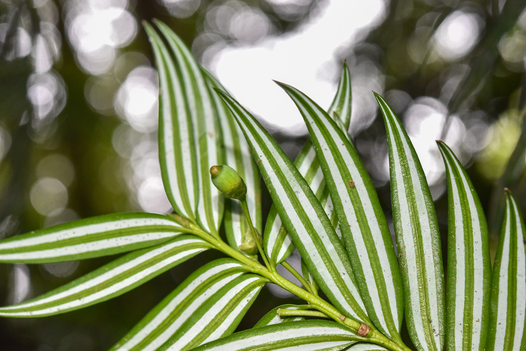 Catkin-Yews