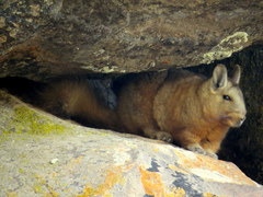 Wolffsohn's Mountain Viscacha photo 4