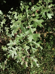 Quercus texana