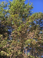 Quercus texana