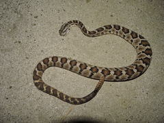 Crotalus enyo