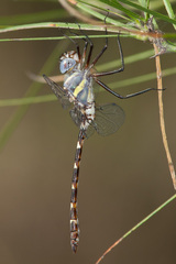 Macromia annulata