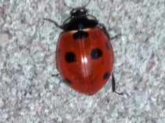 Coccinella septempunctata