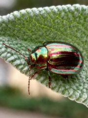 Chrysolina americana