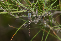 Macromia annulata