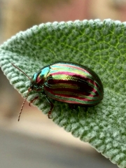 Chrysolina americana