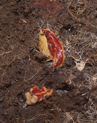 Arthurdendyus testaceus