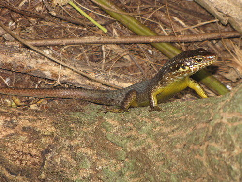 Trachylepis comorensis
