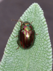 Chrysolina americana