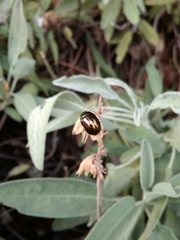 Chrysolina americana