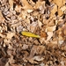 Northern flicker feather