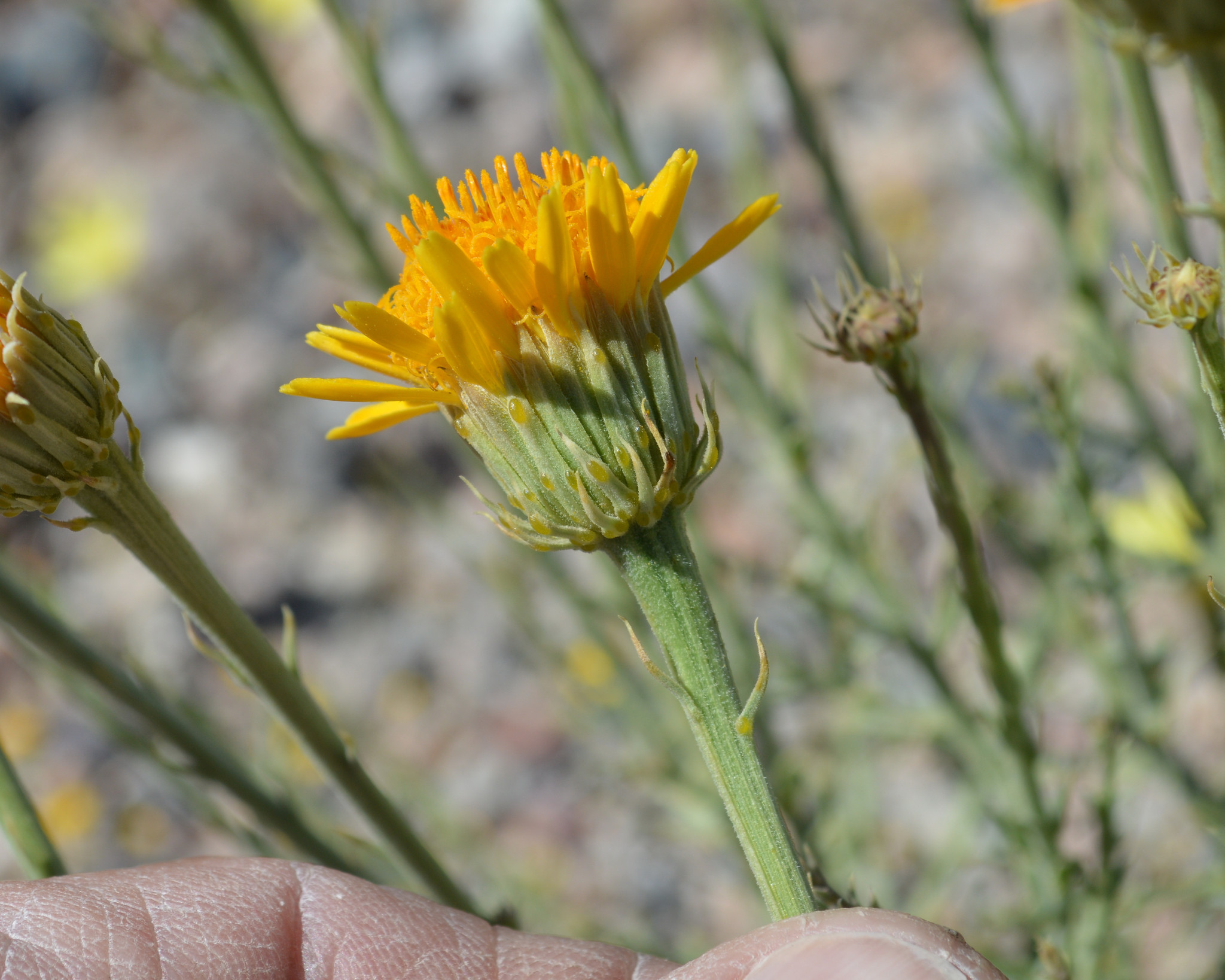 Adenophyllum cooperi