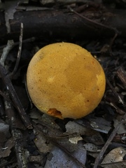Calvatia rubroflava
