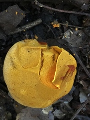 Calvatia rubroflava