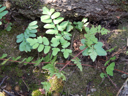 Cheilanthes viridis image