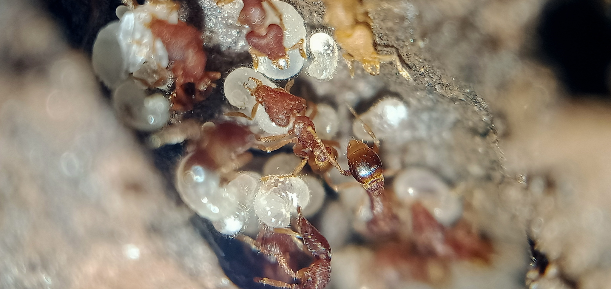 Strumigenys lyroessa