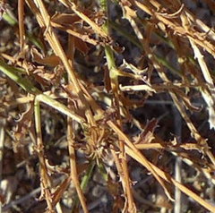 Adenophyllum cooperi