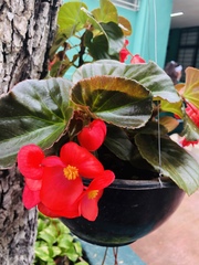 Begonia cucullata