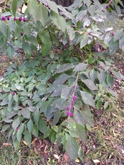 Callicarpa americana