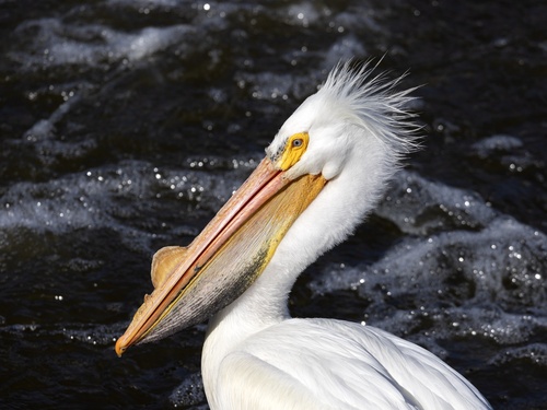 American White Pelican photographed in Iowa