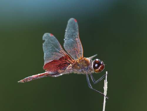 Carolina Saddlebags