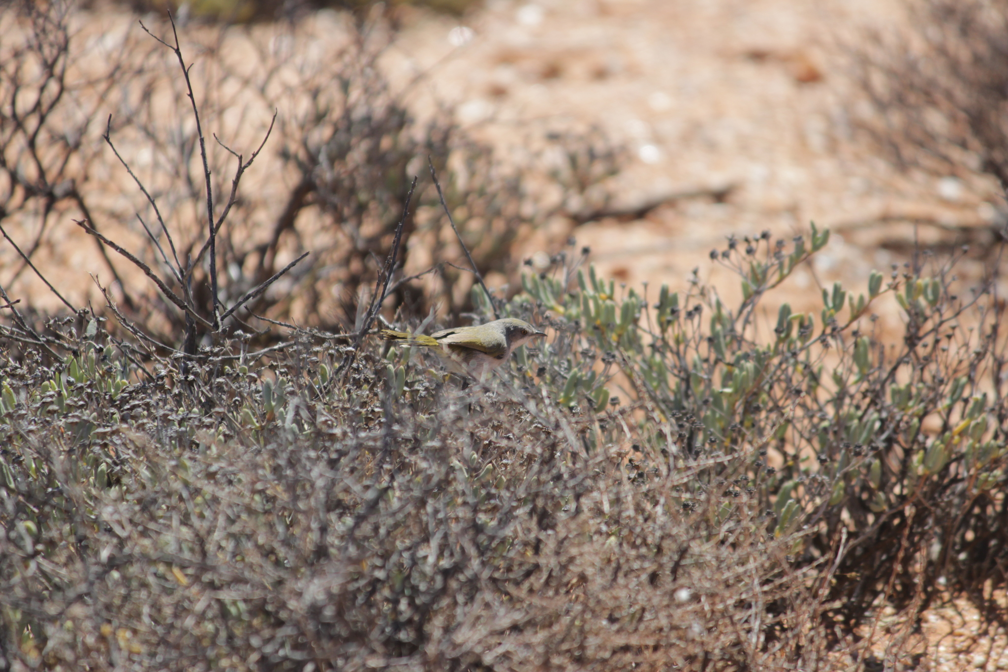 Karoo Eremomela (Eremomela gregalis), photo 6