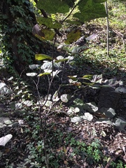 Cercis canadensis