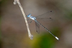Lestes sigma