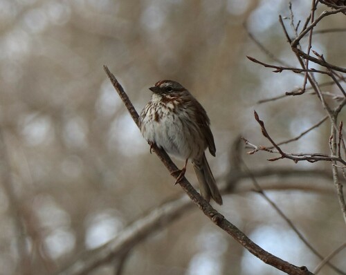 Song Sparrow photographed in Montana