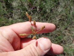 Fimbristylis castanea