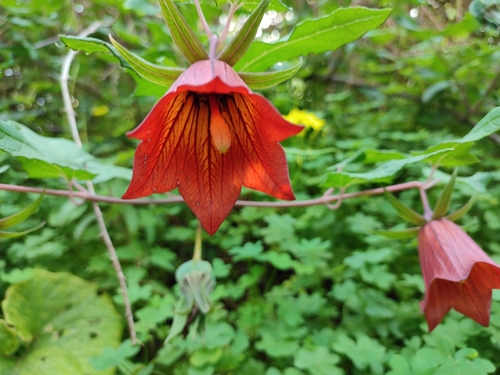 Canarina image