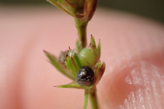 Scleria verticillata