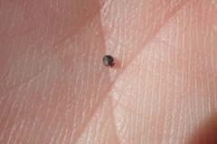 Scleria verticillata