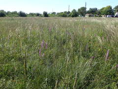 Liatris pycnostachya